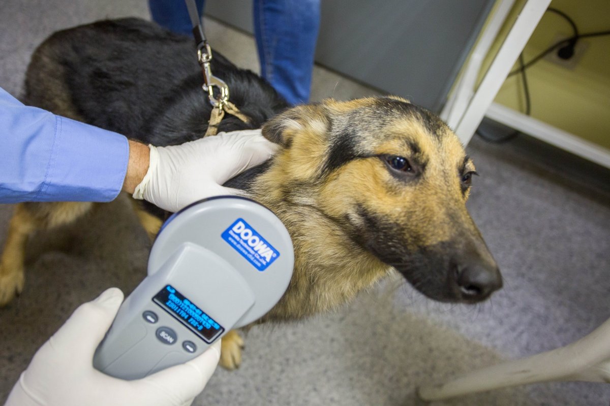 Travelling with pets / Sheremetyevo International Airport Travelling with pets / Sheremetyevo International Airport
